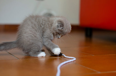 Gray Scottish Fold kitten is playing with lace at home. Close-up. Selective focus