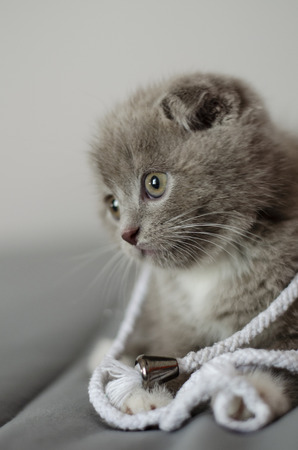 Gray Scottish Fold kitten is playing with lace at home. Close-up. Selective focusの写真素材