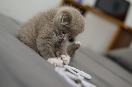 Gray Scottish Fold kitten is playing with lace at home. Close-up. Selective focusの写真素材