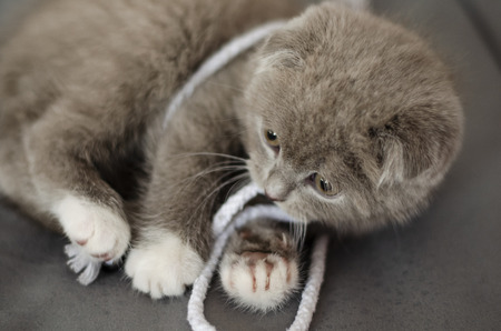 Gray Scottish Fold kitten is playing with lace at home. Close-up. Selective focusの写真素材