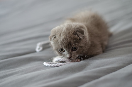 Gray Scottish Fold kitten is playing with lace at home. Close-up. Selective focusの写真素材