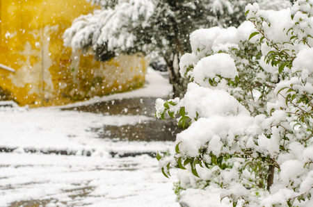 Incredible atmospheric phenomenon in Naples. Green plants covered with snow on the streets of Naples, Italy.の写真素材