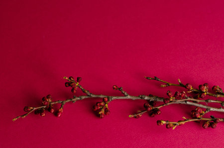 A branch of an apricot tree begins to bloom on a fuchsia background. Space for text. Spring time