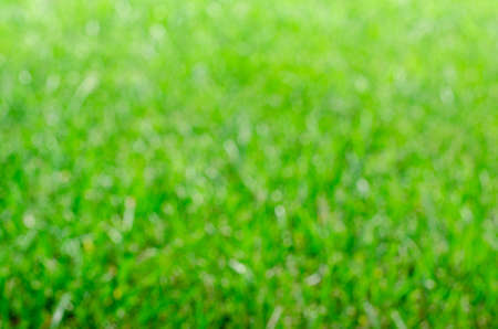 Blurred abstract green grass background. Spring and summerの写真素材