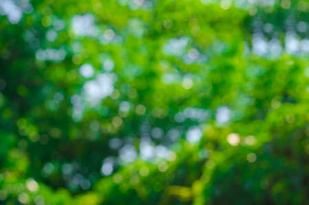 Blurred abstract green leaves background. Summer textureの写真素材
