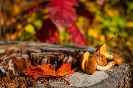 Freshly picked oily mushrooms in wild forest lying on the stump with colorful autumn leaves....