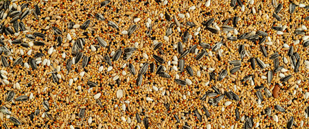 Parrot fodder seed mix background. Top view, bannerの写真素材
