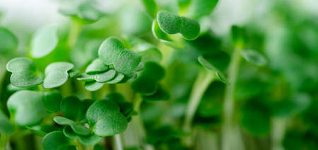 Arugula micro green sprouts background. Selective focus, close up.の写真素材