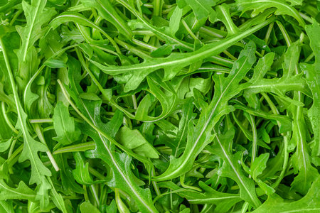 Arugula texture. Healthy food background, directly above.の写真素材