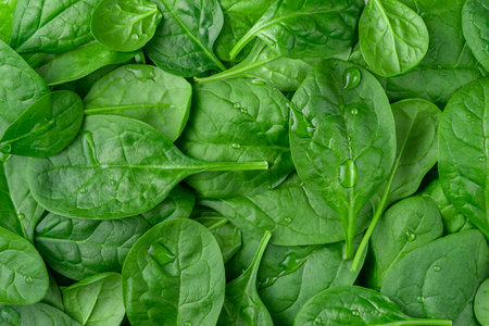 Fresh organic spinach background. Healthy eatingの写真素材