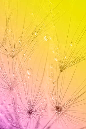 Colorful background of dandelion flower. Close up, soft focusの写真素材