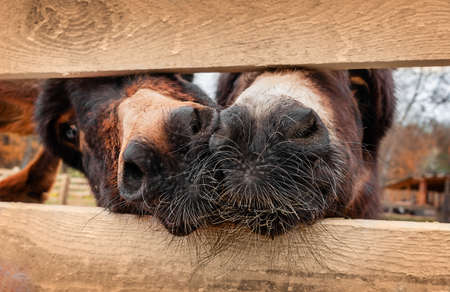 Close up portrait of donkies noses through the fence. Eco farming concept.の写真素材