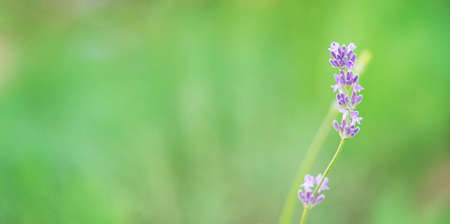 Single lavender flower on green natural background. Copy space.の写真素材
