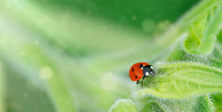 Green natural background with ladybug. Copy spaceの写真素材