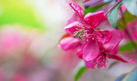 Spring background with pink blooming apple tree flower. Copy spaceの写真素材