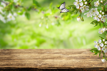 Spring background. Empty wooden table top and branches of white cherry blossom.の写真素材
