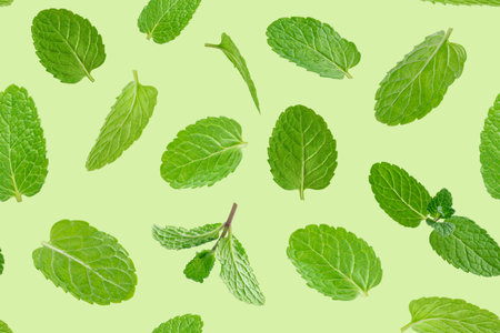 Seamless pattern of green mint leaves.の写真素材