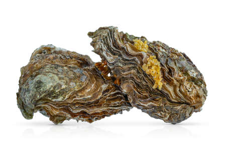 Oysters isolated on white background.の写真素材