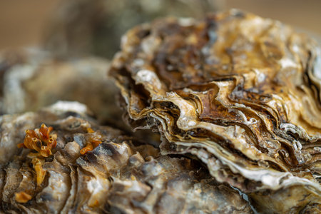 Close up of oyster shells, seafood. Selective focus.