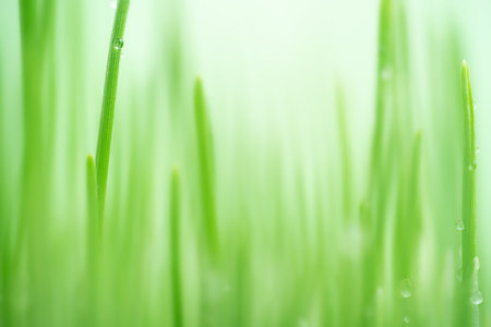 green grass natural background