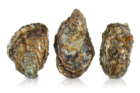 Composition of three oysters isolated on white background