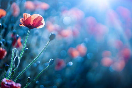 Poppy flowers against defocused blue background. high quality photoの写真素材