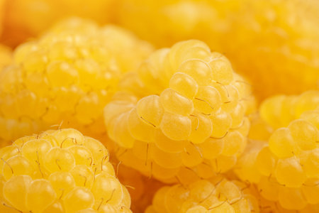 Summer background of yellow raspberries. Macro, extreme close up. high quality photoの写真素材