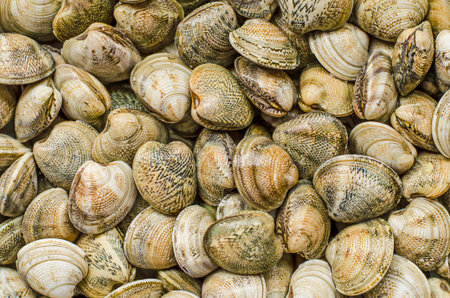 Clams, shellfish or molluscs texture, background. top view