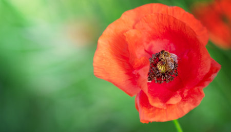 A bee sitting on poppy flower on natural green background. copy spaceの写真素材