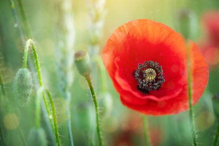 Red poppy flowers field on natural sunny background. soft focusの写真素材