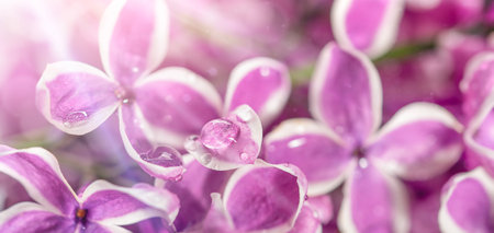 Macro shot of spring lilac violet flowers, spring floral background.の写真素材