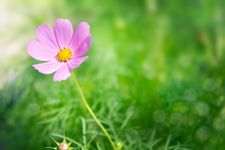 Cosmos plant on blurred green background. copyspace.の写真素材