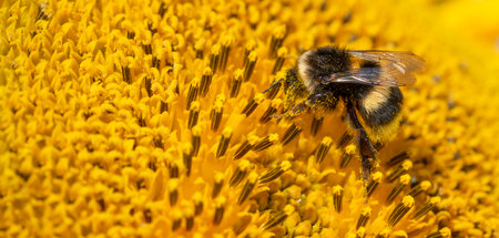 Bumblebee sitting on sunflower covered with pollen. Macro shotの写真素材