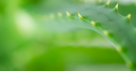 Macro shot of aloe vera green leaf on green background, copy space.の写真素材