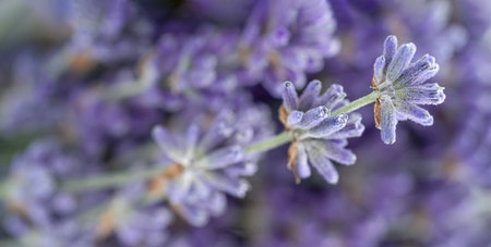 Macro of dried lavender flowers background. Selective focusの写真素材