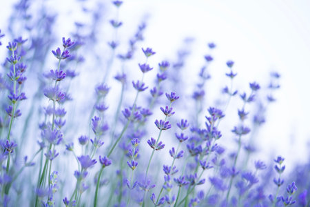 Close up of blooming lavender flowers. Natural background.の写真素材