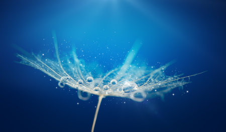 Macro shot of dew drops on white dandelion seeds on dark blue background with light leak. Soft focusの写真素材
