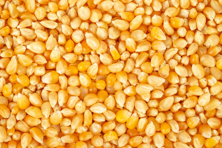 Raw popcorn grains background. Top view, close up.