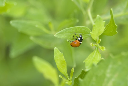 spotted beetle ladybug on plantの写真素材