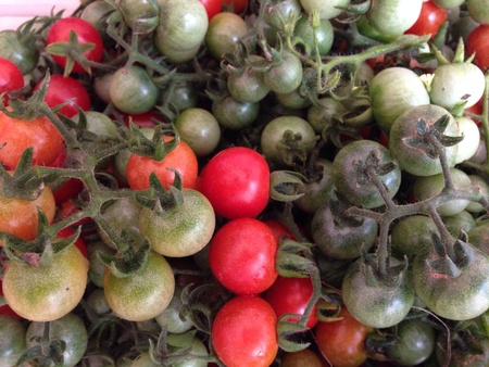 Baby tomatoの素材