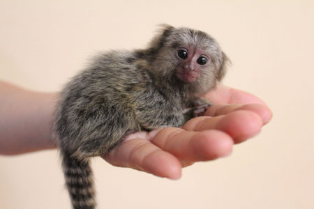 Baby marmoset monkey on human hand.の素材