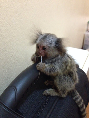Marmoset monkey on hand bag.