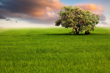 Green Field and Tree with Dramatic Cloudの写真素材