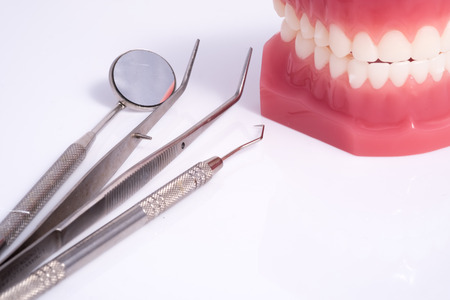 Dentist demonstration teeth model with flesh pink gums and dentist tool on white backgroundの写真素材