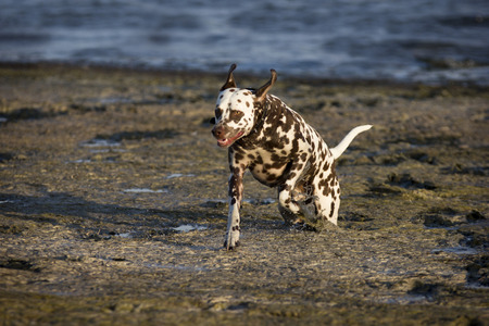 Dalmatian with brown spots on the dirt jumpsの写真素材