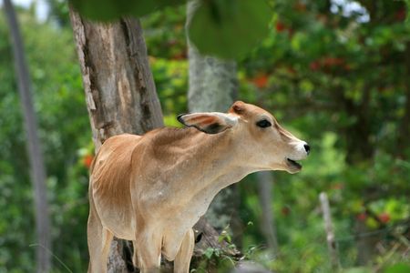 Santo Domingoの写真素材