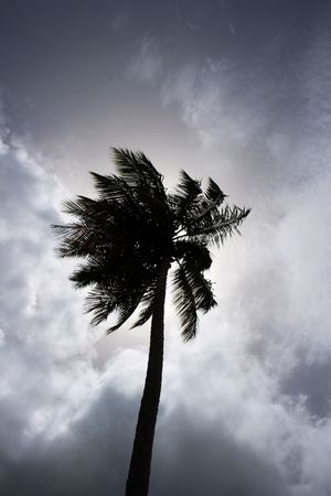 black palmtreeの写真素材