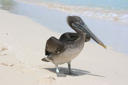 Pelicanの写真素材