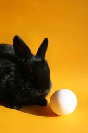 Osterhaseの写真素材