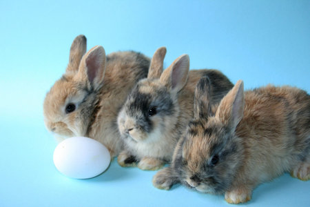 Osterhase